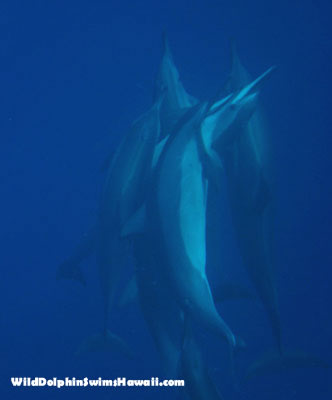 group of dolphins underwater