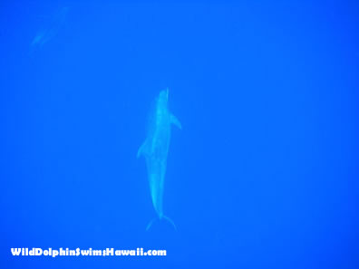 single dolphin standing