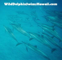 dolphin pod