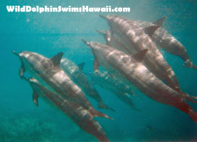 dolphins swimming in Hawaii
