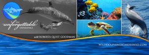 Wild Dolphin Swims Hawaii with Roberta Quist Goodman