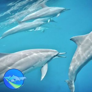 Wild Dolphin Swim Hawaii Trip