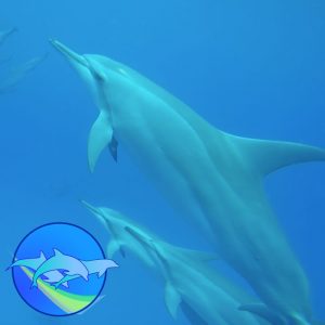 Wild Dolphin Swim Hawaii Group Travel