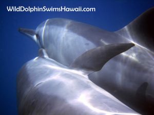 Dolphin Facts 12