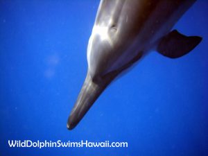 Dolphin Facts 13