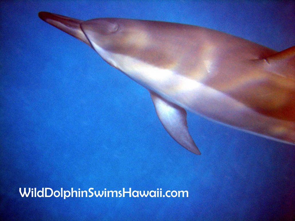 Facts About Dolphins and Their Behavior - How to Draw Dolphins