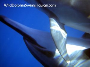 Dolphin Facts 15
