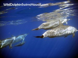 Dolphin Facts 16