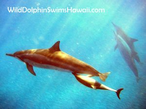 Dolphin Facts 17