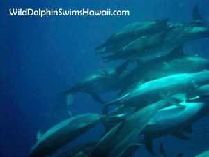 Wild Dolphin Swimming The Big Island Hawaii