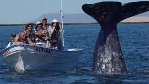 Gray Whale Baja Gratitude Retreat Trip