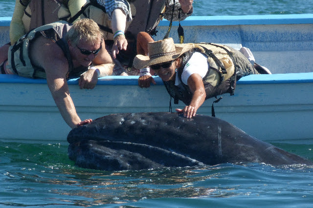 Gray Whale Trip Baja, Mexico