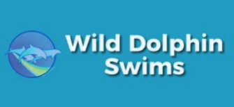 Wild Dolphin Swims Hawaii