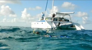 Wild Dolphin Swim Trips Bahamas