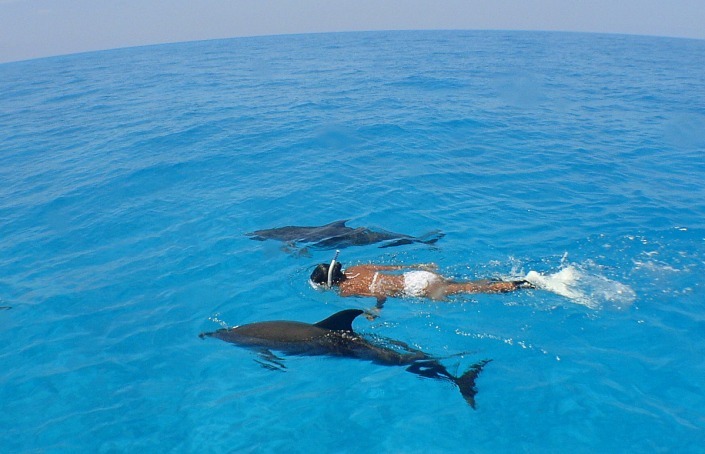 Dolphin Dream Bimini