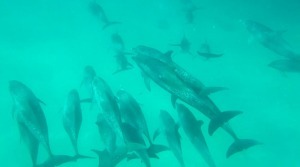 wild dolphin swim florida bahamas bimini live aboard boat