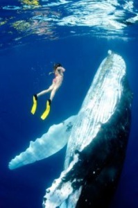 Swim with Humpback Whales in Moorea Tahiti