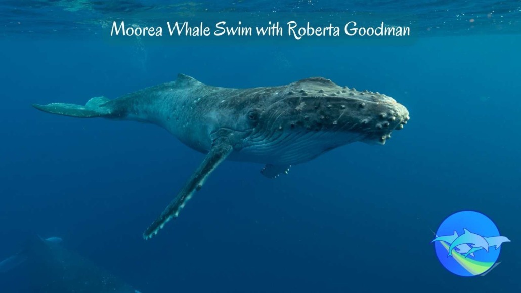 Moorea Whale Swim with Roberta Goodman