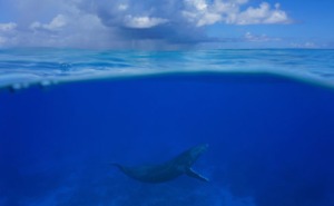 Swimming Mo'orea Humpback Whales with Roberta Goodman