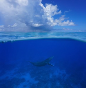Swim with Humpback whales Mo'orea Roberta Goodman