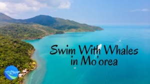 Swim with Whales in Mo'orea with Roberta Goodman